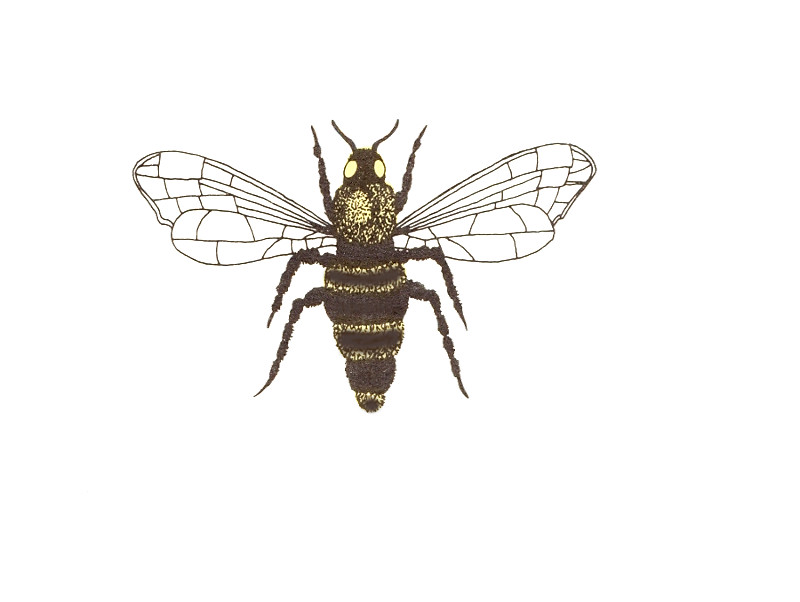 Cor da abelha-rainha
